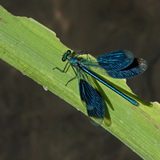 Damselflies and dragonflies